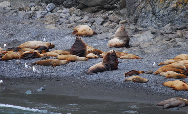 NOAA Fisheries Steller Sea Lion Population Count