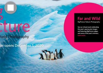 BigPicture Natural World Photography Competition