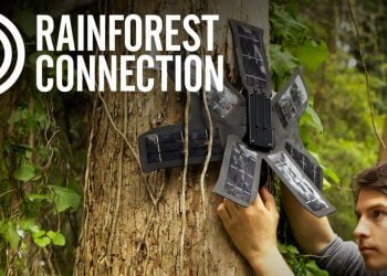 Rainforest Connection Species Audio Detection