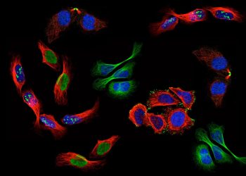 Human Protein Atlas - Single Cell Classification Competition