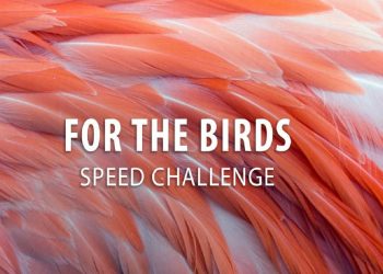 Birds Speed Challenge