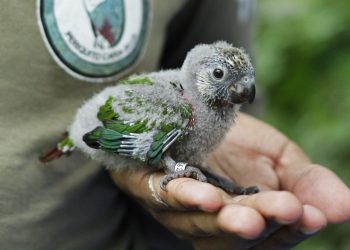 Future Conservationist Award