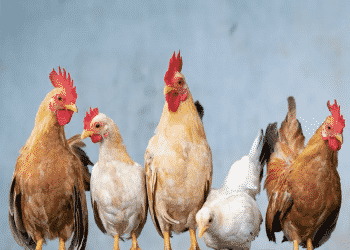 Rule the Roost Coop Design Challenge