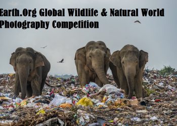Earth.Org Global Wildlife & Natural World Photography Competition
