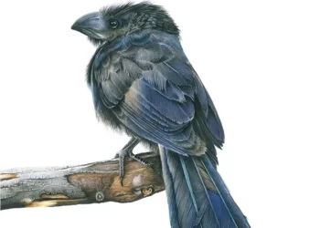 Illustraciència 2022 – International Award on Scientific Illustration