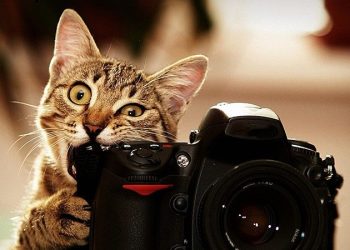 PetFinder.my - Pawpularity Contest