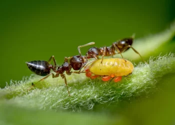 Royal Society of Biology Photography Competition 2022