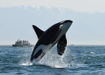 US Navy Challenge Autonomous Detection of Marine Mammals Competition