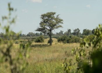 Female Researcher’S Grants 2022