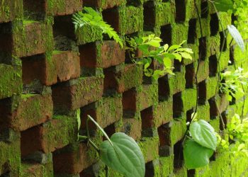 Eliminate vegetation growth over external face of buildings