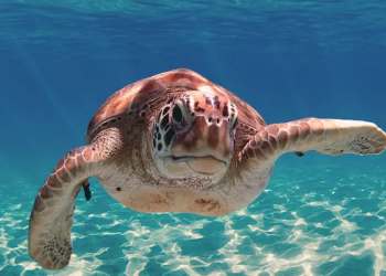 Better Call Trawl Challenge