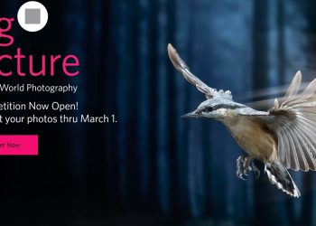 BigPicture Natural World Photography Competition