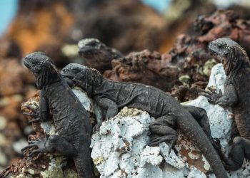 Biodiversity Story Grants 2022