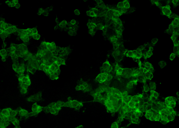 New Uses for Nanoporous Nickel Aluminum Powders