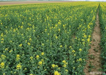 Effective Delivery of Bioactive Compounds to Plant Cells