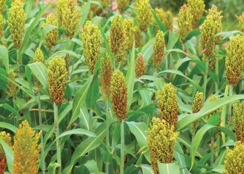What does the future of sorghum beer look like