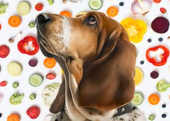 Help us create a snack for both you and your dog