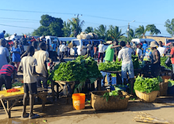 Innovative season extension techniques for vegetable crops