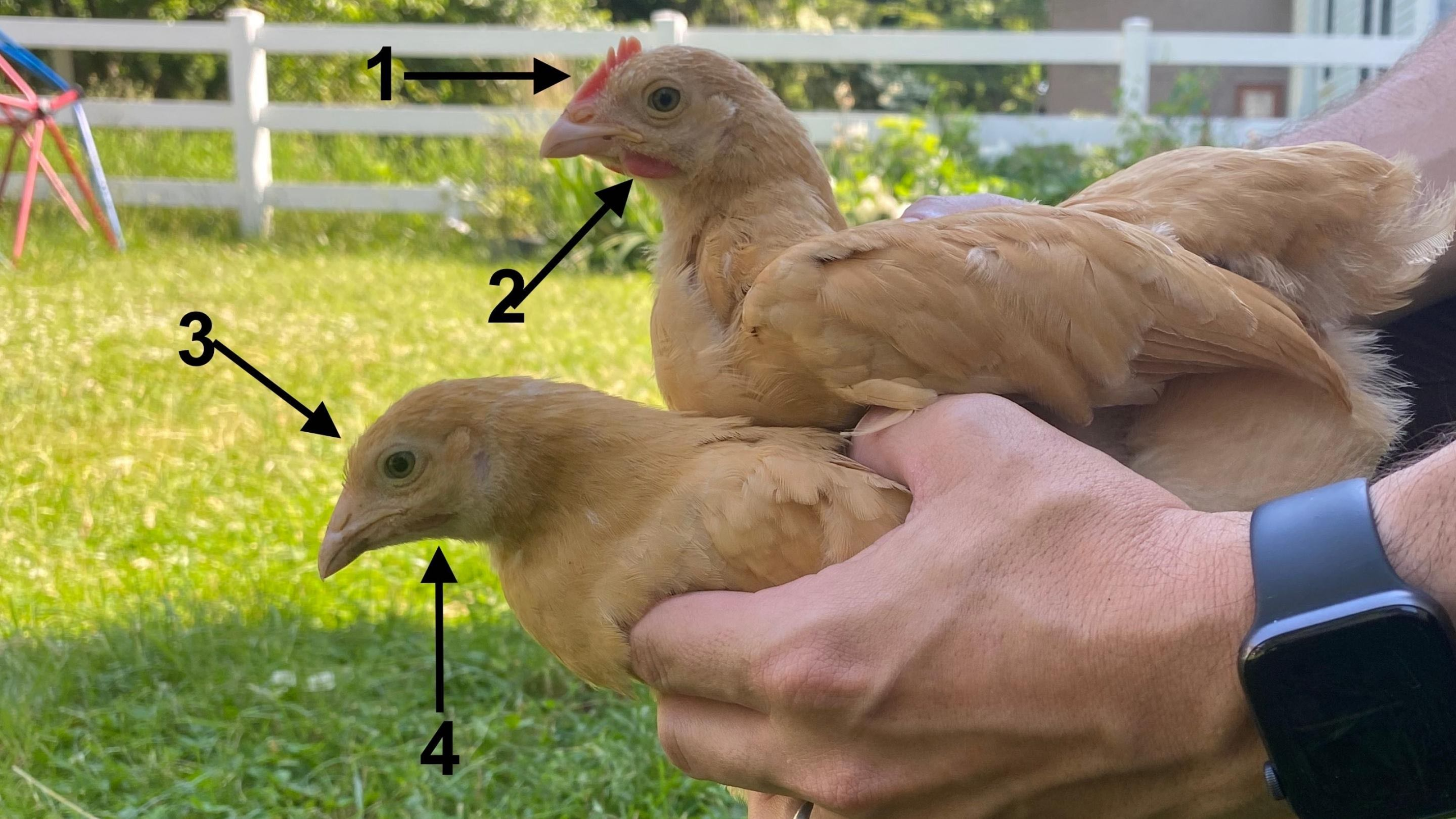 Chicken Sexing Grand Challenge