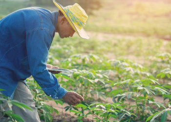 A Roadmap toward a reimagined Cassava Crop to benefit Smallholder Farmers